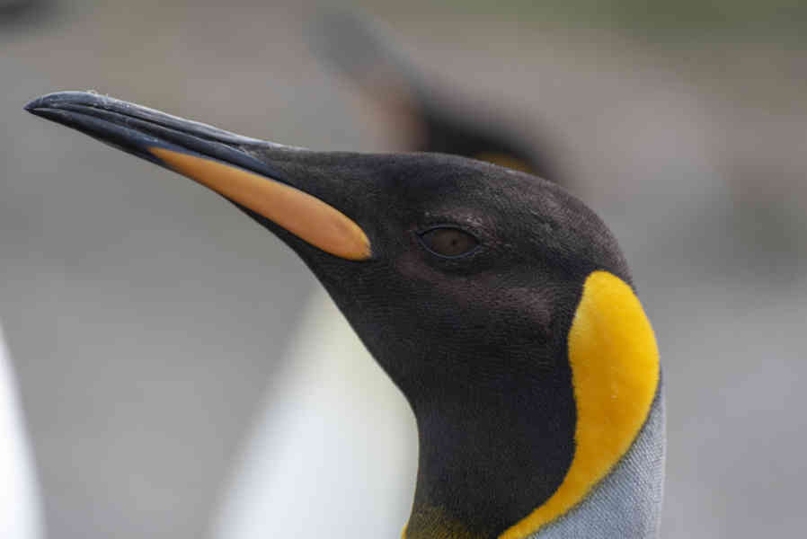 Pingüino Rey - islas Georgias del Sur 038.jpg